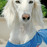 Avatars-000017853087-sirj37-badge