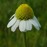 Avatars-000017922290-iaaiai-badge
