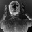 Avatars-000023048398-s9hzvp-badge