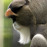 Avatars-000027954268-h7v213-badge