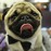 Avatars-000034789516-kdpync-badge