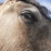 Avatars-000036170886-p9yptd-badge