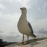 Avatars-000042072540-425537-badge