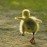 Avatars-000042182089-manydi-badge