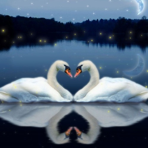 Love Birds Picture Free Download
