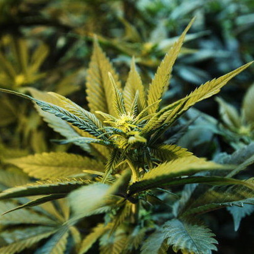 Research Paper About Marijuana