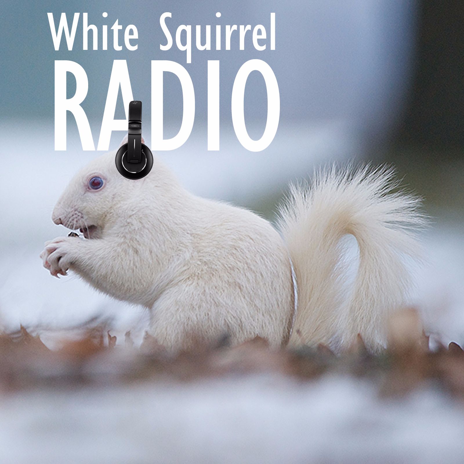 White Squirrel Radio Listen via Stitcher for Podcasts