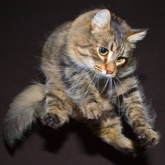 Oh I Think They Like Wildcats - Ratatat vs E*Vax vs Dem Franchize Boys (Keeb$ Mix n Mash)