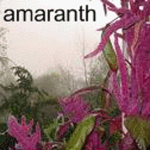 P-Control - Amaranth