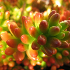 Dave Armstrong & Redroche ft. H-Boogie - Love Has Gone (Haszari Still Loves House edit) [26-06-2009]