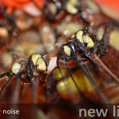 [schall 027] - slow noise - inside out