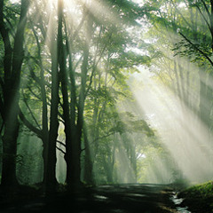 Lauri Leino - Forest Voice