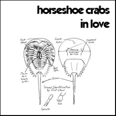 Horseshoe crabs in love