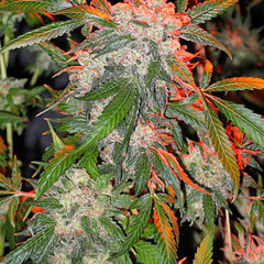 Dan Guzman - Blue Sky Promo (Oct. 2009)