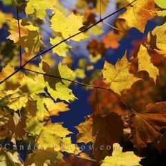 The Autumn Leaves (Les Feuilles Mortes)
