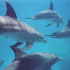 Submerged - Into the Deep Blue Sea