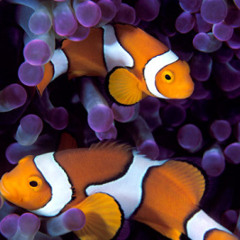 Underwater - Lost in the Sub Aquatic Cosmos