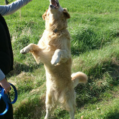 Hypnotized > Oliver Koletzki / Allen Bogen's >> WomanCoachDog << Rmx