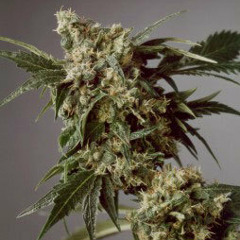 Steppa Style - Ganja