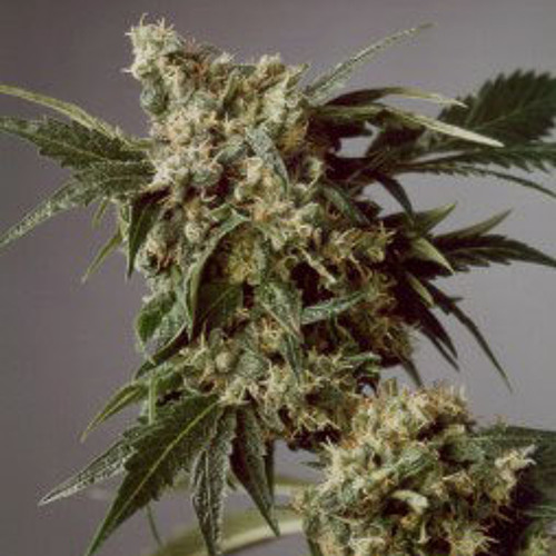 Steppa Style - Ganja
