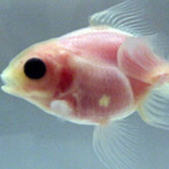 Hydrosphere - Floating in the Liquid Dimension