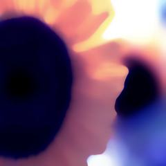 Dead Wannabes - Dried Sunflower