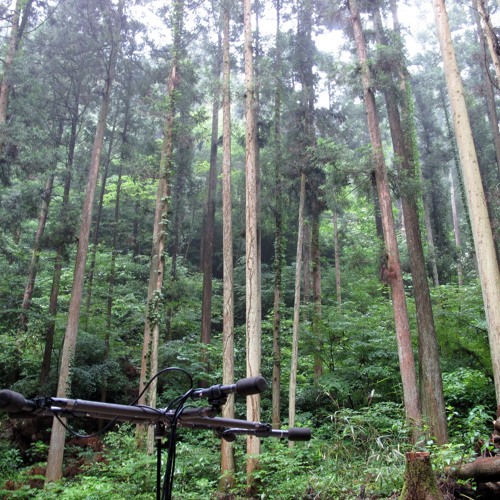 Surround Sound Effects Chirping of cicadas & stream セミ(ひぐらし)と流れ