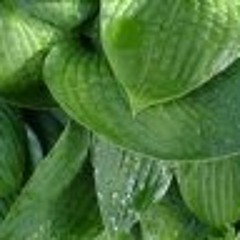 international garbageman