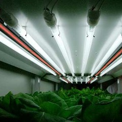 La Fleur - Greenhouse Mix