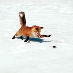 Foxed