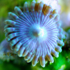Liquid Vibes - Circling around Anemones and Corals