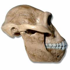 Astralopithecus