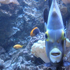 DJNanda @ Ozora - Friday 14/08/09