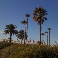 Blue Palms