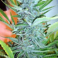 Absolute Zero - Fiber Weed (Dubstep)