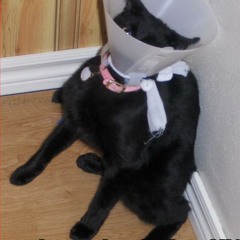 Im A Kitty Cat (Cillo Remix)