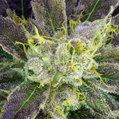 Raggae Jungle