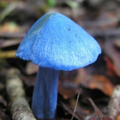 Phorcys - Fuzzy Fungi