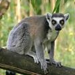 Move it ! (chemically Fit RMX - originally from Reel2Reel)