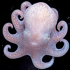 Janner - Setebos (full)