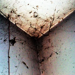 Spider in My Doorframe