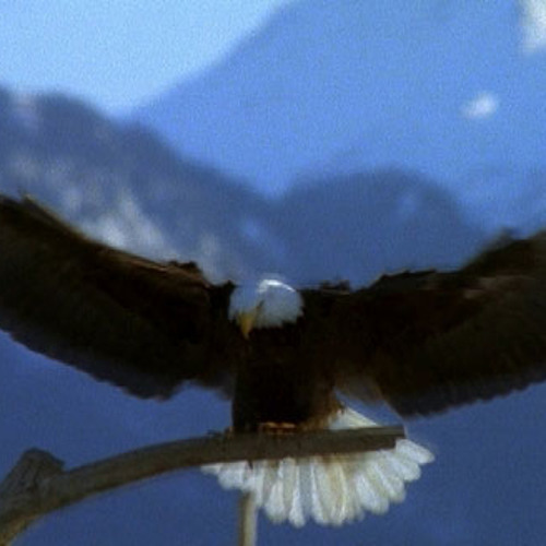 Fly Like an Eagle - Diamante 253