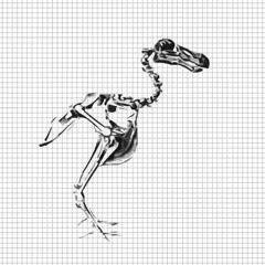 Dodo (live)