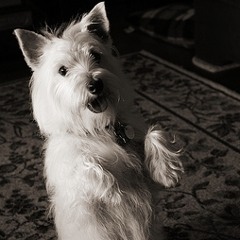 This Abomination (A Rickrolling Remix)