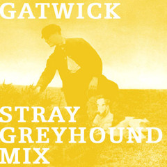 Gatwick Stray Greyhound Mix
