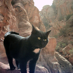 Catmirr - Ahmedo Fusion - Petra Lounge