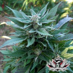 T.Kay Ganja Breed remix
