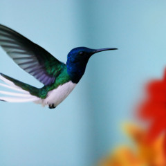 A Cura do Beija-Flor - Diamante 153