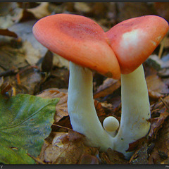 Setanic - Glowing Mushrooms