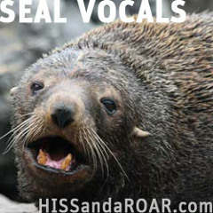 SEAL VOCALS SOUND LIBRARY Preview